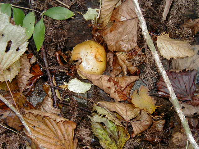 �k�����X�M�^�P