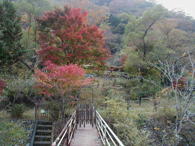 ������̕��i