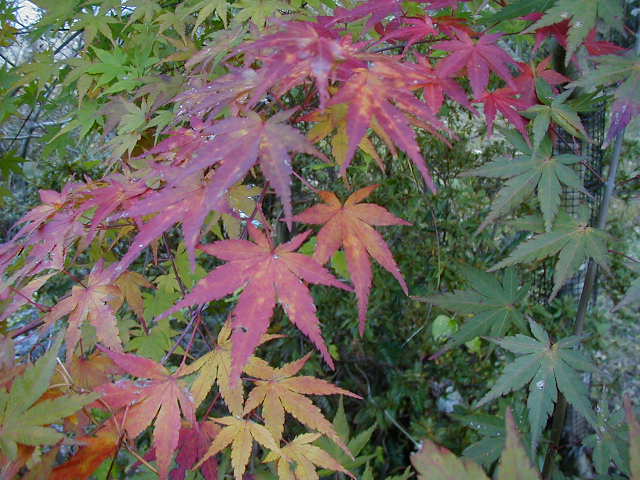 �F�̈ڂ�ς��