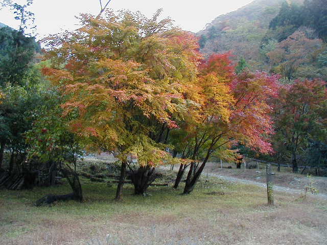 ���F���ł��˂�