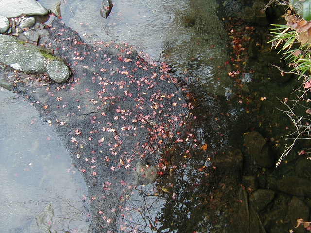 ���Ȃ���H�̓V�̐�ł��ˁB�X�o���V�C�ʐ^���Ǝv���܂��B