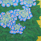 Hydrangea (2011)