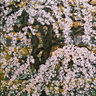 Weeping cherry Jiunji (2014)