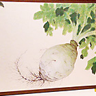 Radish (2014)