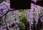Jizo-in001