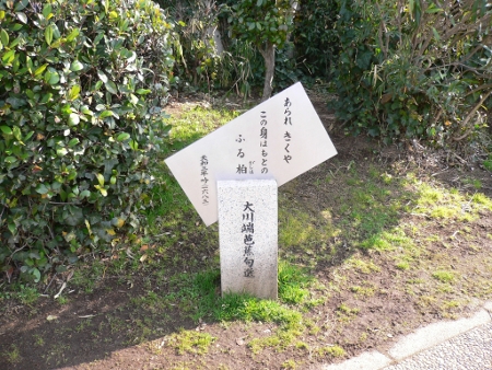 あられきくやこの身はもとのふる柏(がしわ)
