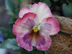 �C���y���A���E�A�v���R�b�g�V�F�[�h