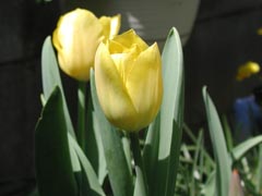 �`���[���b�v�J��