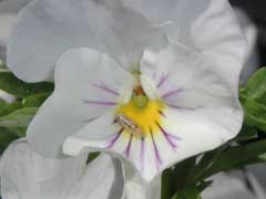 �q���^�A�u�i�c���j