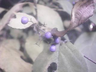 コムラサキシキブ