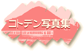 �R�g�f���ʐ^�W