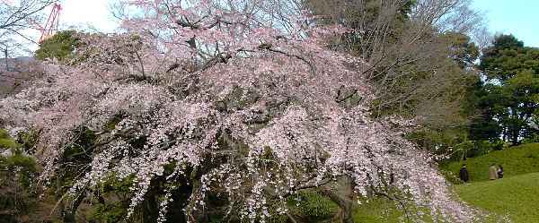 ���ΐ��y��sakura/0205-60.jpg