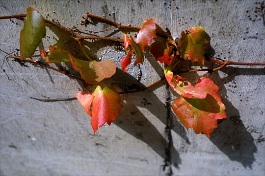 d21.jpg (64220 �o�C�g)