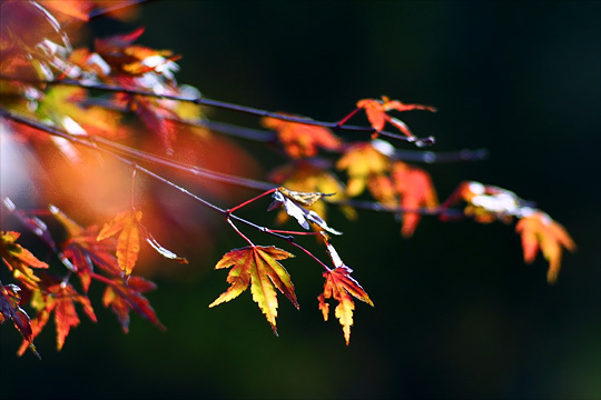 p135b.jpg (66857 �o�C�g)