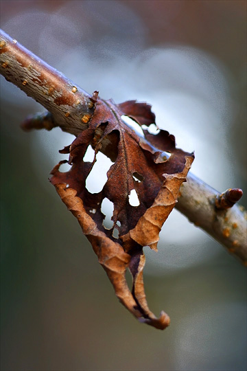 sp60a.jpg (64784 �o�C�g)