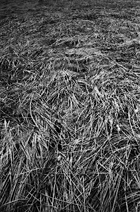 scan5907.jpg (120251 �o�C�g)