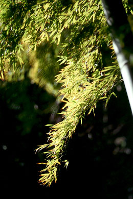 e100swR8.jpg (39150 �o�C�g)