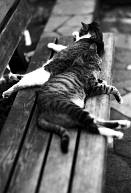 cats1.jpg (40070 �o�C�g)