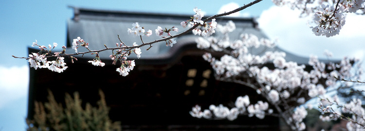 scan6138.jpg (150822 �o�C�g)