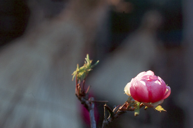 p100-1n.jpg (26680 �o�C�g)