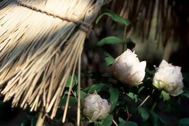 p100-4p.jpg (31048 �o�C�g)