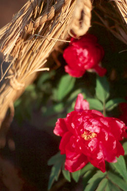 sp60-1n.jpg (29632 �o�C�g)