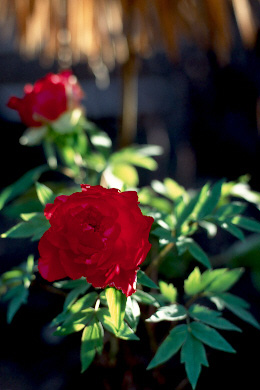 sp60-1p.jpg (41189 �o�C�g)