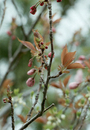 aeg1f56.jpg (26217 �o�C�g)