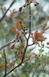 mmj1f56.jpg (27136 �o�C�g)