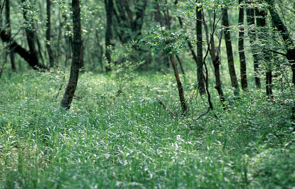 Scan4725.jpg (57559 �o�C�g)