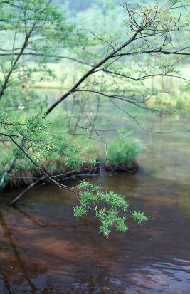 Scan4731.jpg (39291 �o�C�g)