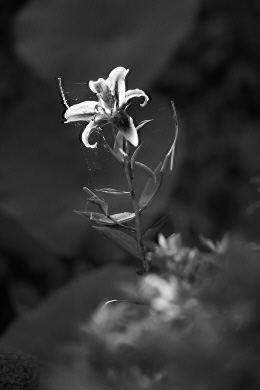 pic1.jpg (20902 �o�C�g)