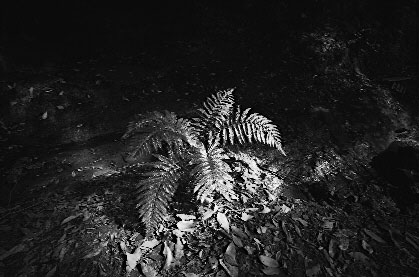 hana.jpg (33378 �o�C�g)