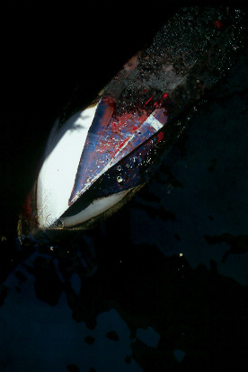 Scan4927.jpg (33223 �o�C�g)