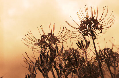 Scan5466.jpg (44008 �o�C�g)