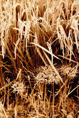 Scan5469.jpg (75740 �o�C�g)