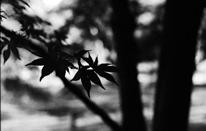 �V���E���ю�