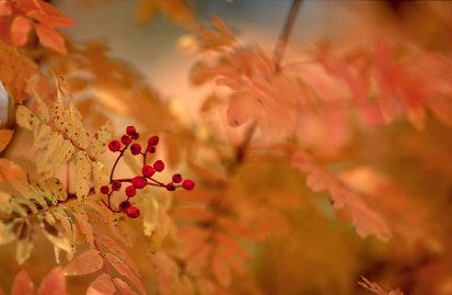 as200-rdp3-2.jpg (23760 �o�C�g)