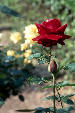 ���q���w�قɂ� - RTSII, CF80/2.8, RDPII