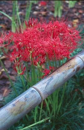 �p���� - G1, P45/2, RDPIII