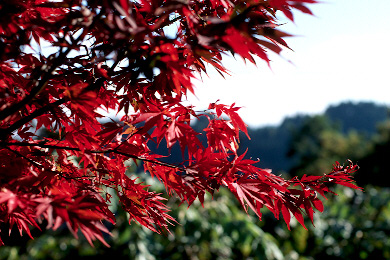 ������:��x�R - RTSII, P55/1.2, RVP