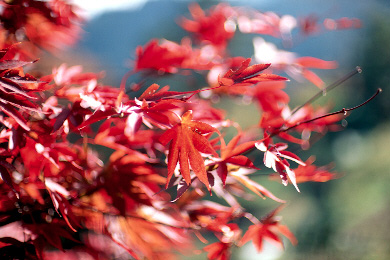 ������:��x�R - RTSII, P55/1.2, RVP