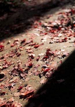 ������ - RTSII, P55/1.2, RVP