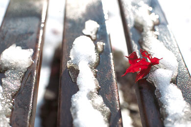 snow.jpg (29099 �o�C�g)