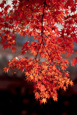 p135ed32.jpg (51716 �o�C�g)