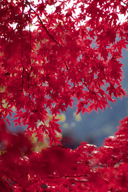 p135pkr1.jpg (48424 �o�C�g)