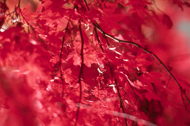 p135pkr2.jpg (56144 �o�C�g)