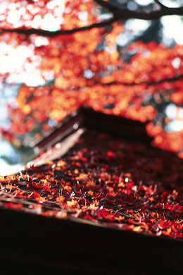 p135rvp.jpg (33478 �o�C�g)