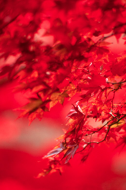 p135rvp1.jpg (47514 �o�C�g)