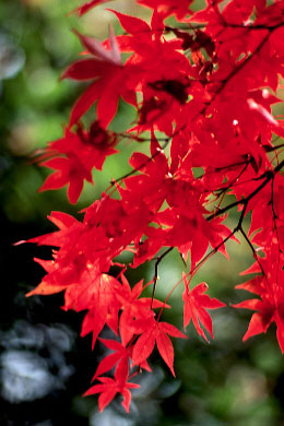 p135rvp2.jpg (35132 �o�C�g)